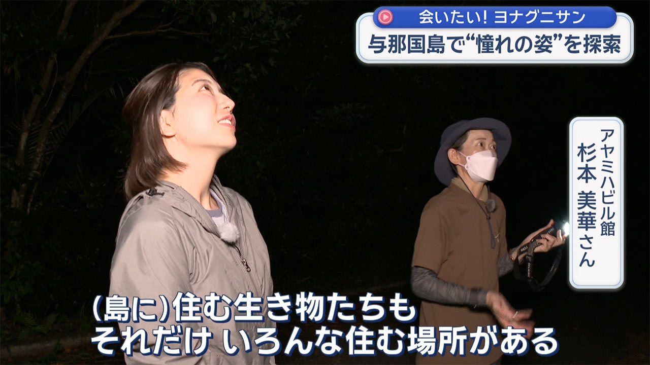 憧れのヨナグニサンを探して 与那国島・真夏の大捜索
