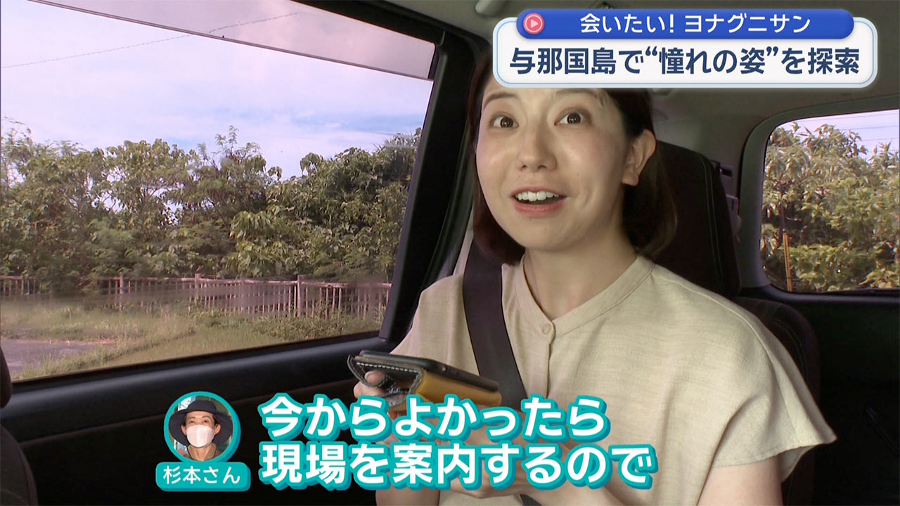 憧れのヨナグニサンを探して 与那国島・真夏の大捜索