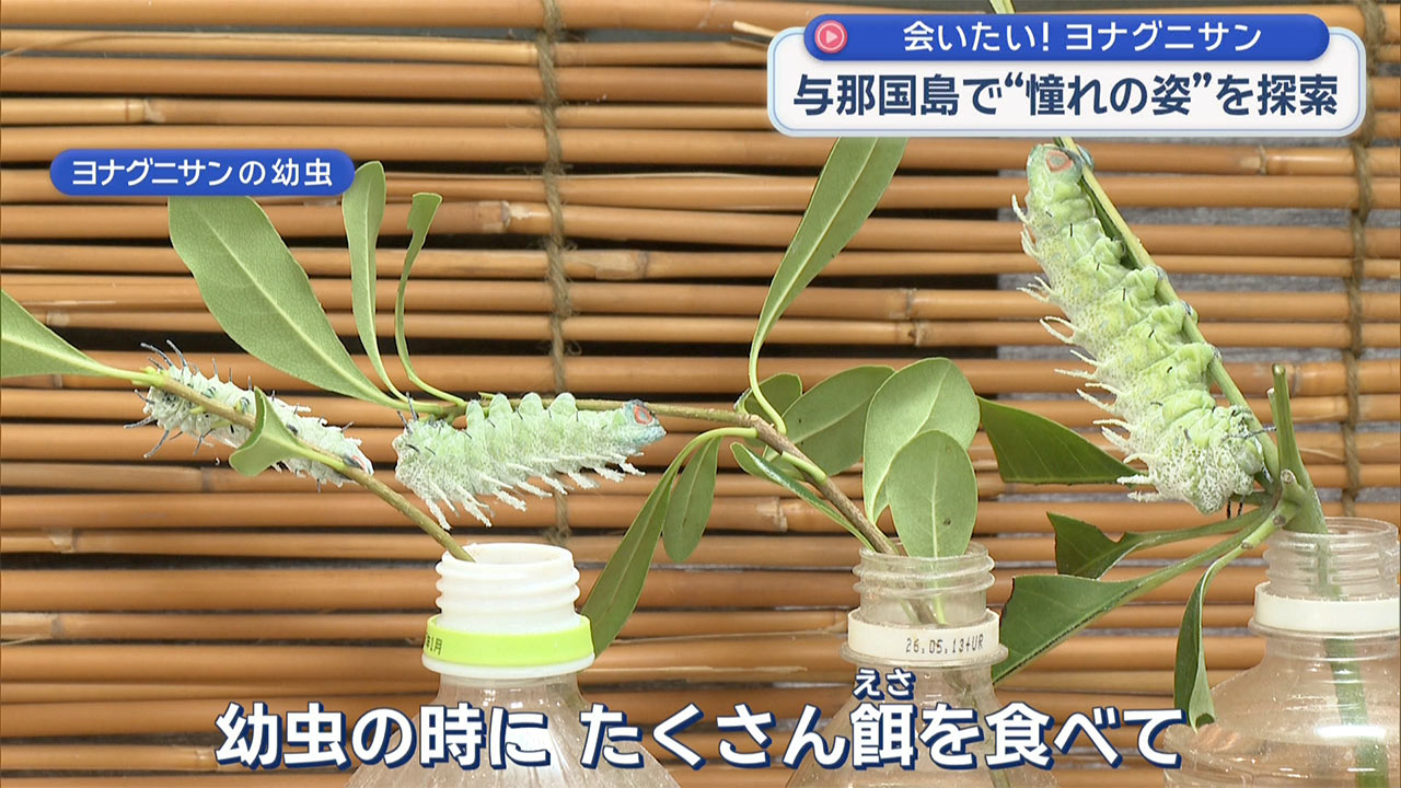 憧れのヨナグニサンを探して 与那国島・真夏の大捜索