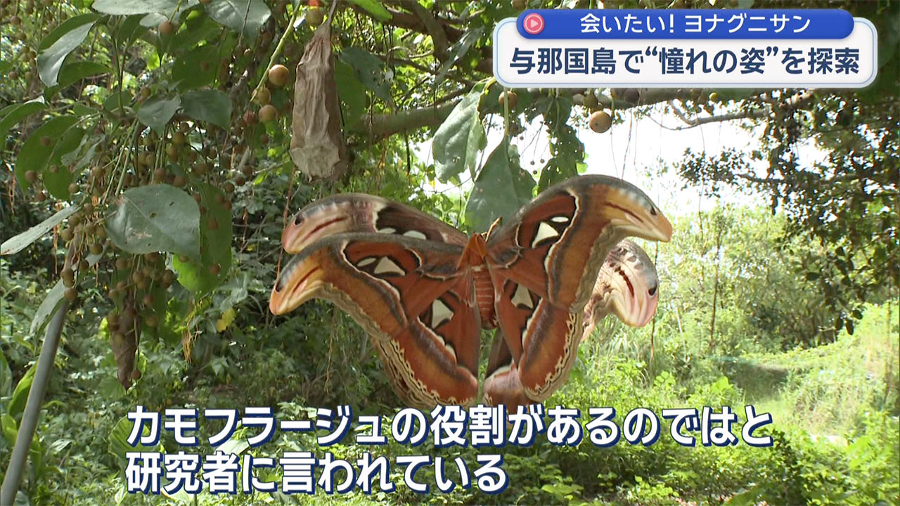 憧れのヨナグニサンを探して 与那国島・真夏の大捜索