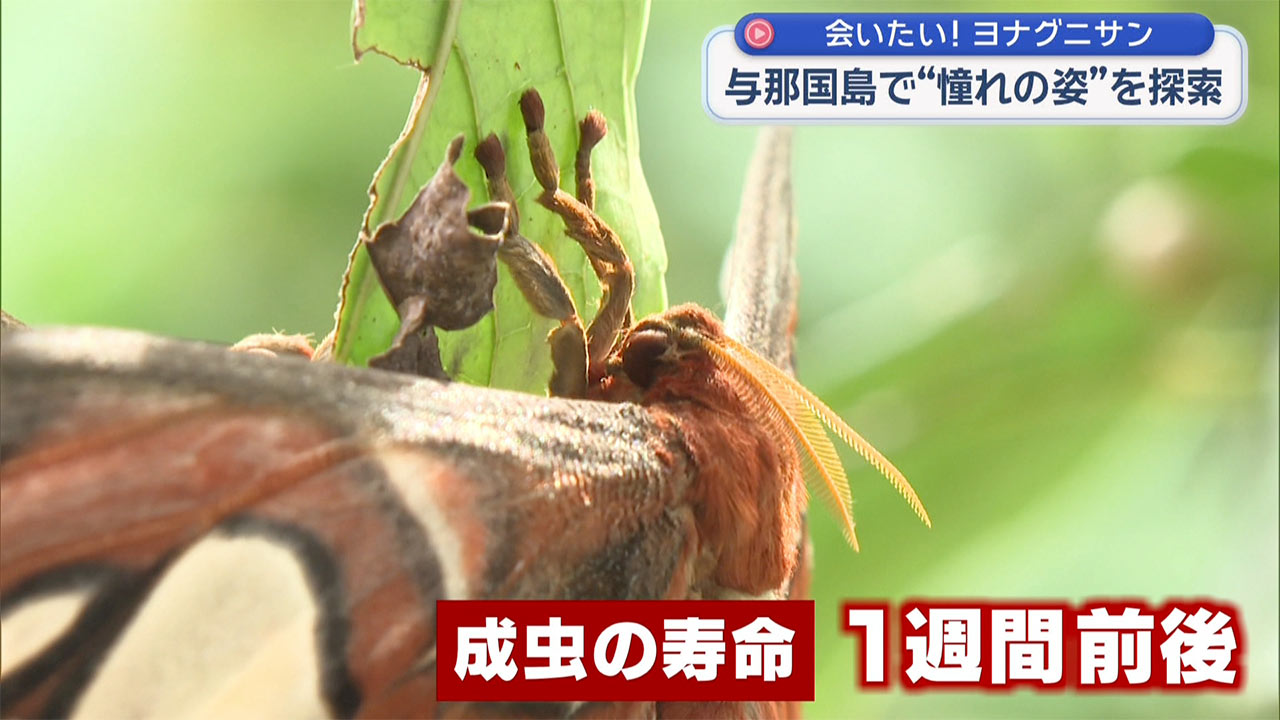 憧れのヨナグニサンを探して 与那国島・真夏の大捜索