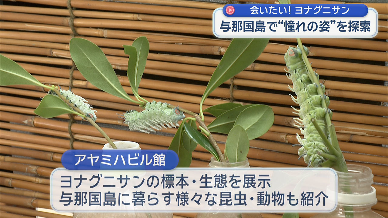 憧れのヨナグニサンを探して 与那国島・真夏の大捜索