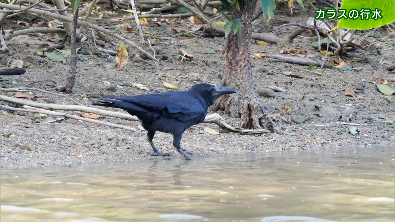 リュウキュウの自然 カラスの行水
