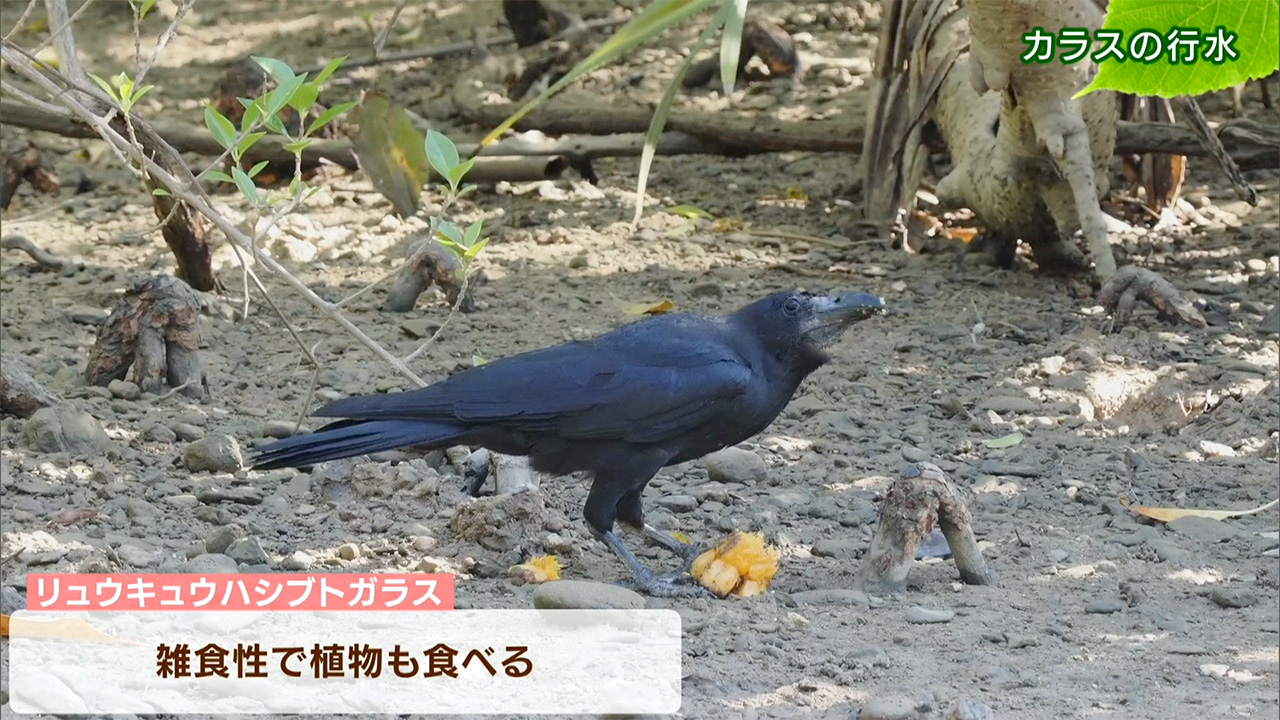 リュウキュウの自然 カラスの行水