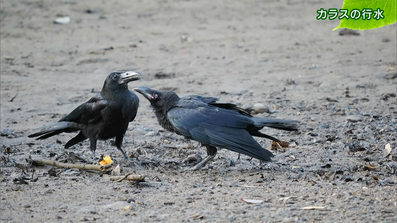 リュウキュウの自然 カラスの行水