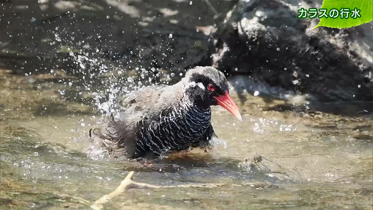 リュウキュウの自然 カラスの行水