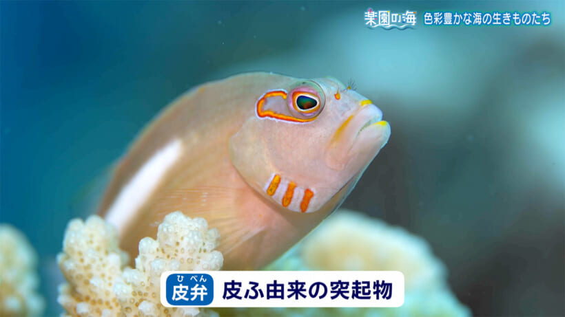 楽園の海　色彩豊かな海のいきものたち