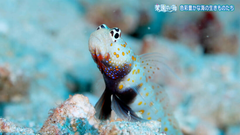 楽園の海　色彩豊かな海のいきものたち