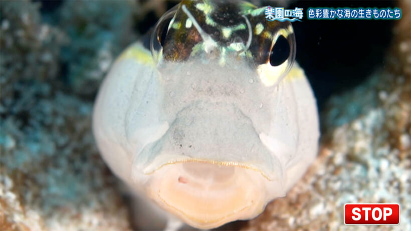 楽園の海　色彩豊かな海のいきものたち