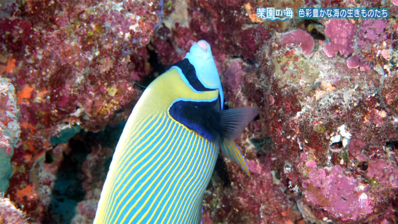 楽園の海　色彩豊かな海のいきものたち