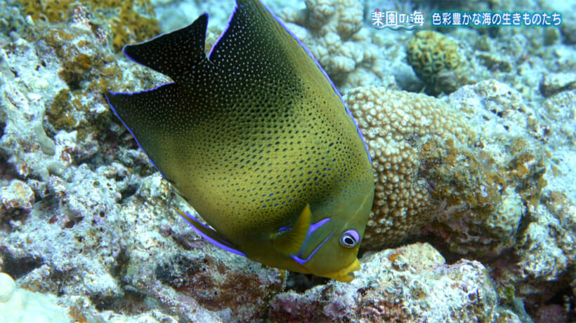 楽園の海　色彩豊かな海のいきものたち