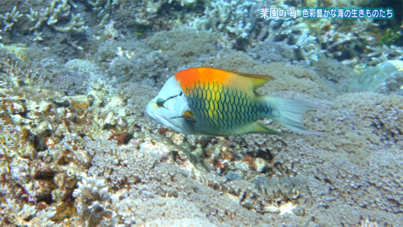 楽園の海　色彩豊かな海のいきものたち