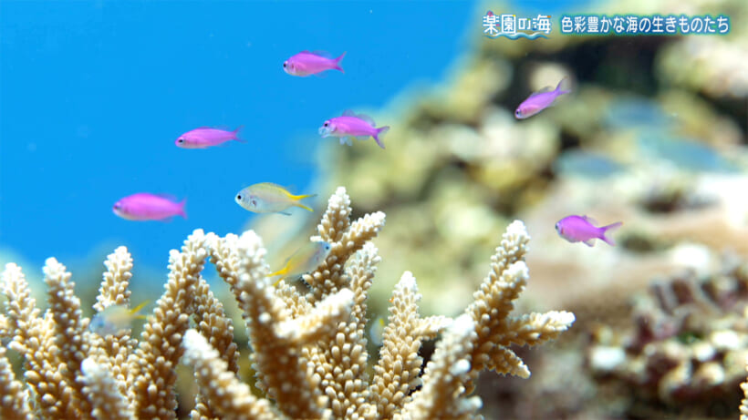 楽園の海　色彩豊かな海のいきものたち