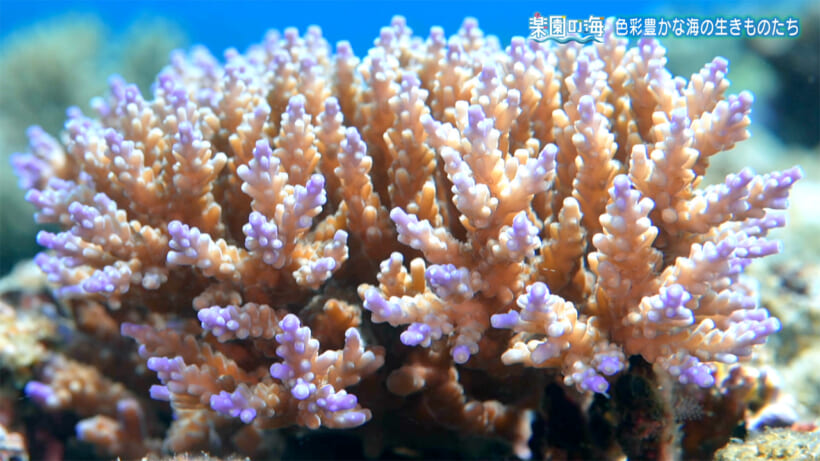 楽園の海　色彩豊かな海のいきものたち