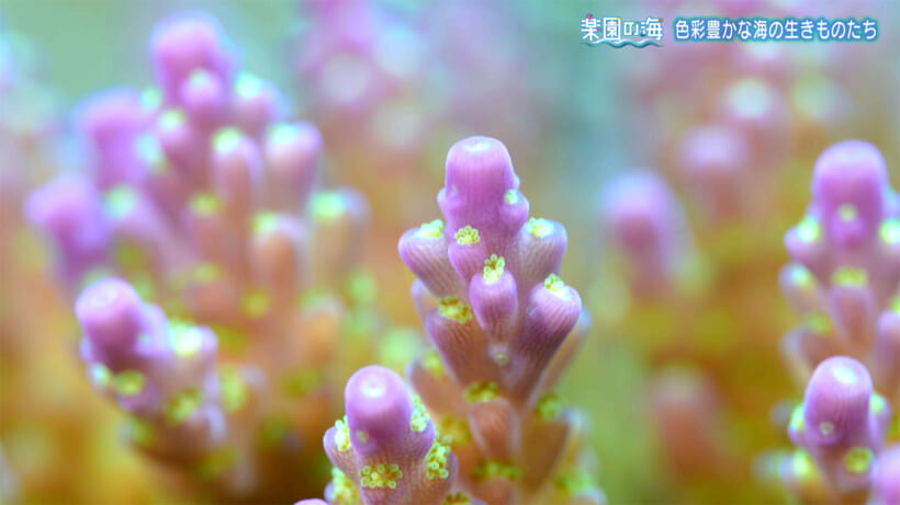 楽園の海　色彩豊かな海のいきものたち