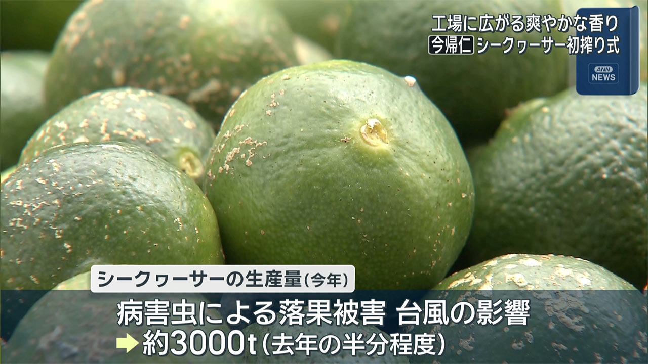 シークヮーサー初搾り式 工場いっぱいに爽やかな香り