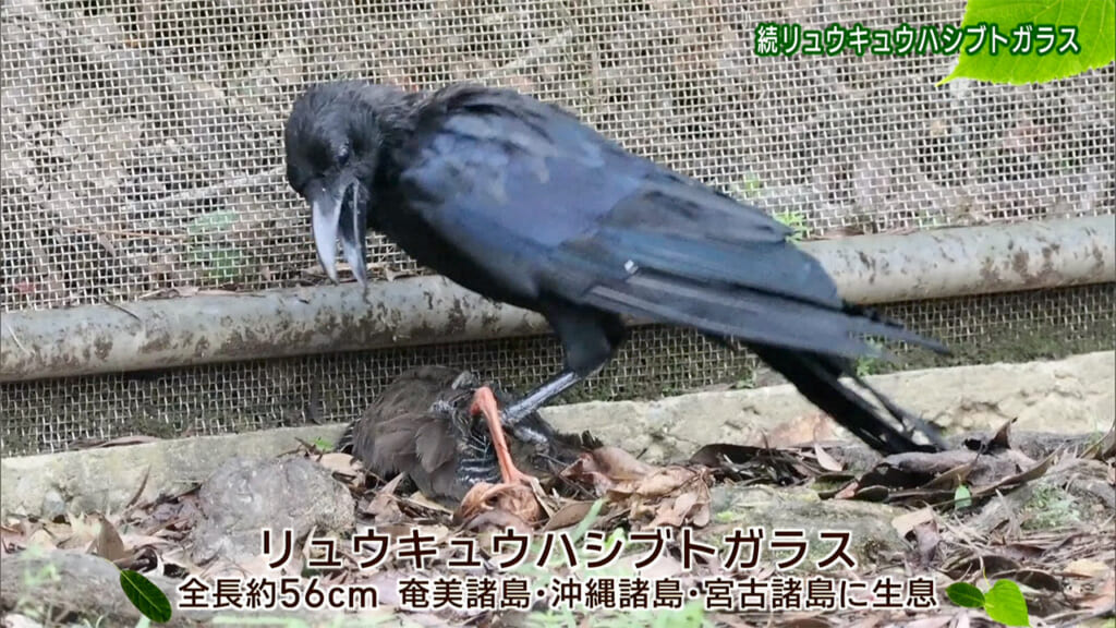 リュウキュウの自然 続リュウキュウハシブトガラス