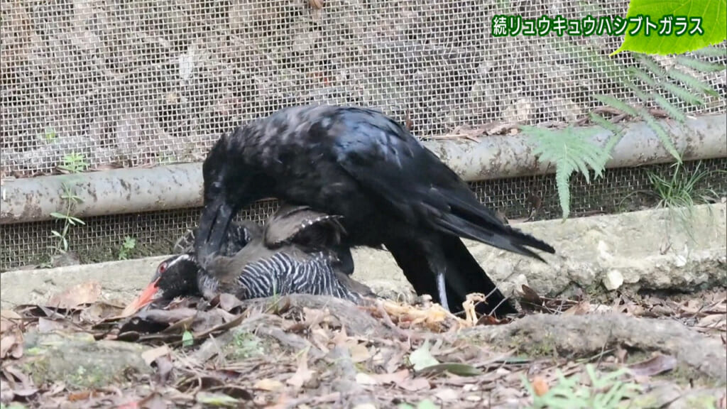 リュウキュウの自然 続リュウキュウハシブトガラス