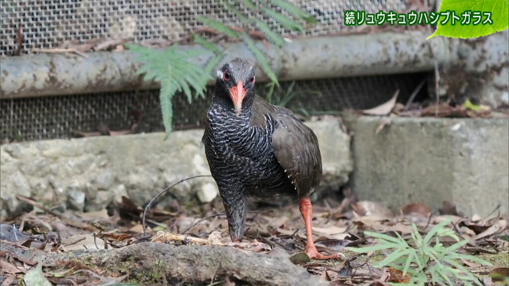 リュウキュウの自然 続リュウキュウハシブトガラス