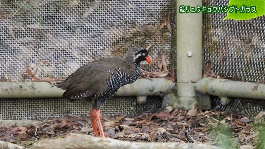 リュウキュウの自然 続リュウキュウハシブトガラス