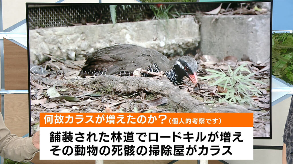 リュウキュウの自然 続リュウキュウハシブトガラス