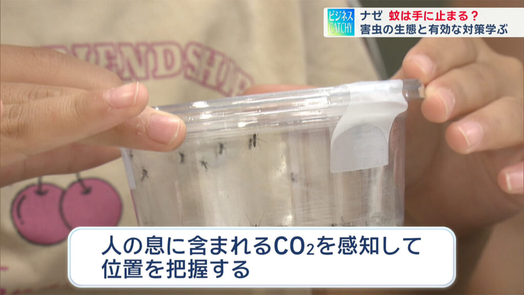 蚊は手に止まる？親子で体験！害虫のふしぎ実験／ビジネスキャッチー