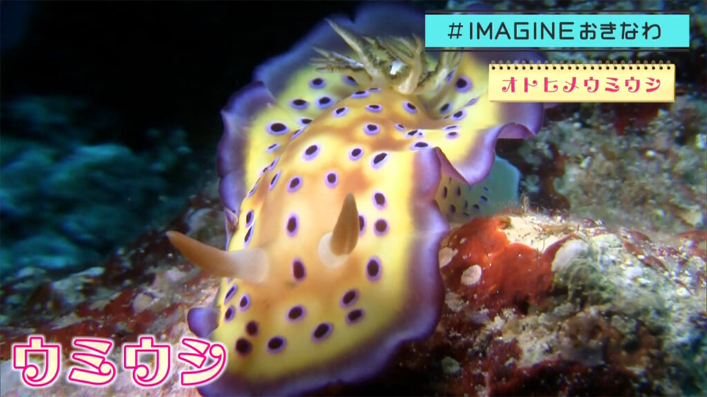 ＃IMAGINEおきなわ vol.103 「出た！図鑑　沖縄のウミウシ１０８９種」