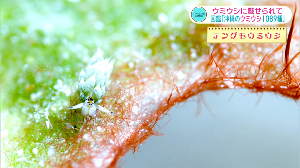 ＃IMAGINEおきなわ vol.103 「出た！図鑑　沖縄のウミウシ１０８９種」