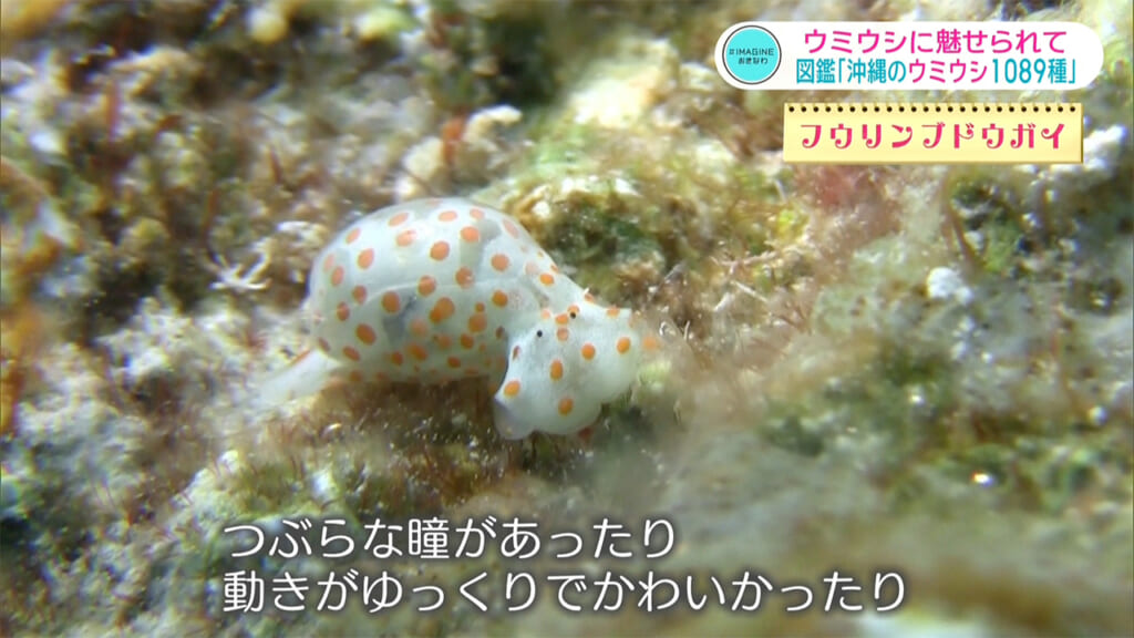 ＃IMAGINEおきなわ vol.103 「出た！図鑑　沖縄のウミウシ１０８９種」