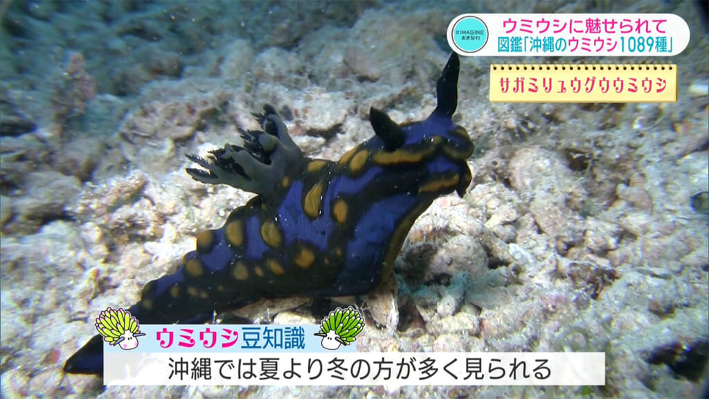 ＃IMAGINEおきなわ vol.103 「出た！図鑑　沖縄のウミウシ１０８９種」