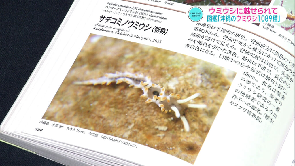 ＃IMAGINEおきなわ vol.103 「出た！図鑑　沖縄のウミウシ１０８９種」
