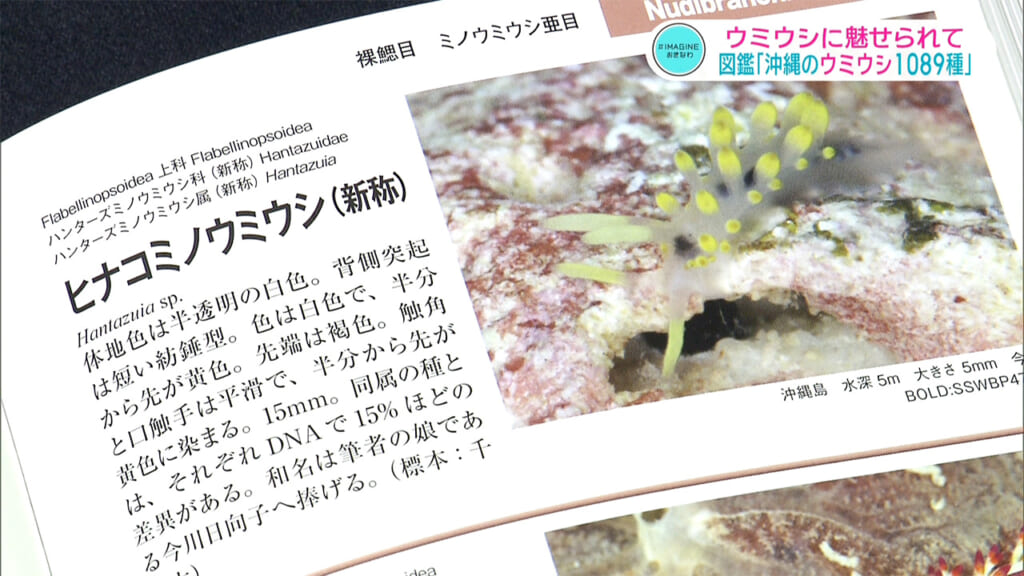 ＃IMAGINEおきなわ vol.103 「出た！図鑑　沖縄のウミウシ１０８９種」