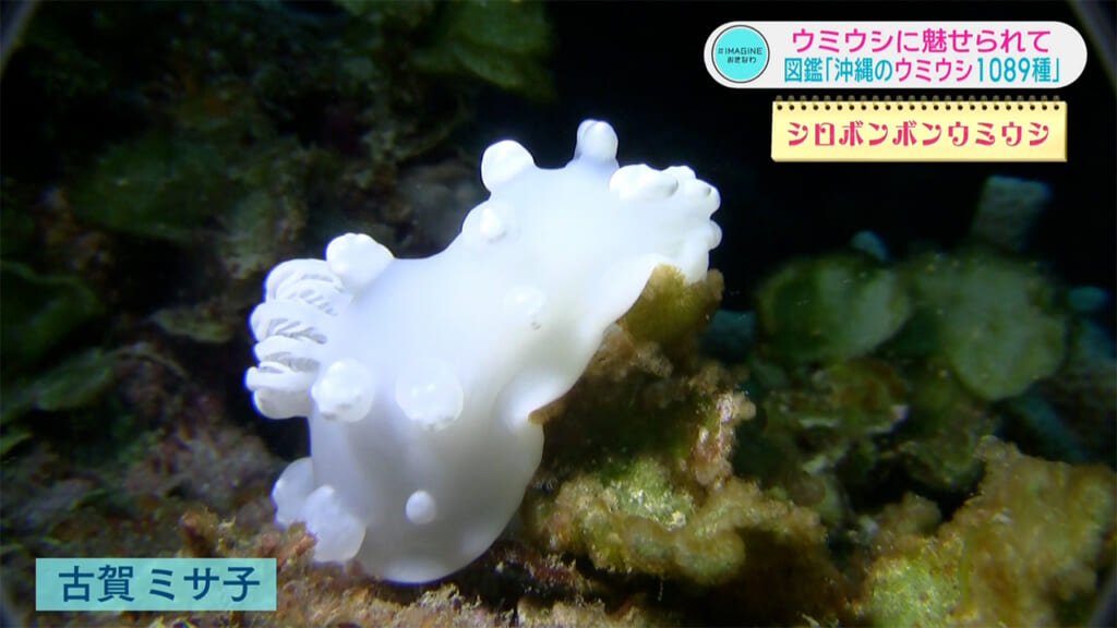 ＃IMAGINEおきなわ vol.103 「出た！図鑑　沖縄のウミウシ１０８９種」