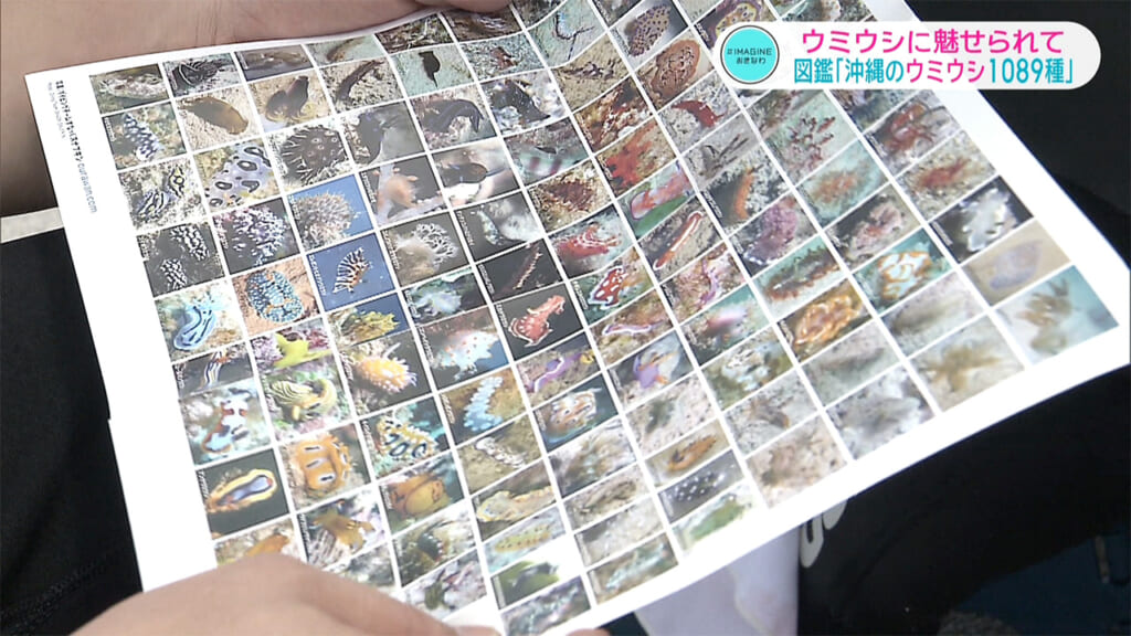 ＃IMAGINEおきなわ vol.103 「出た！図鑑　沖縄のウミウシ１０８９種」
