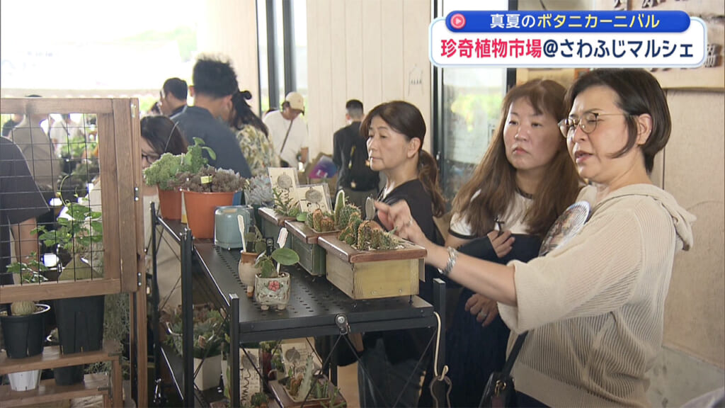 真夏に負けない！珍奇植物市場に潜入