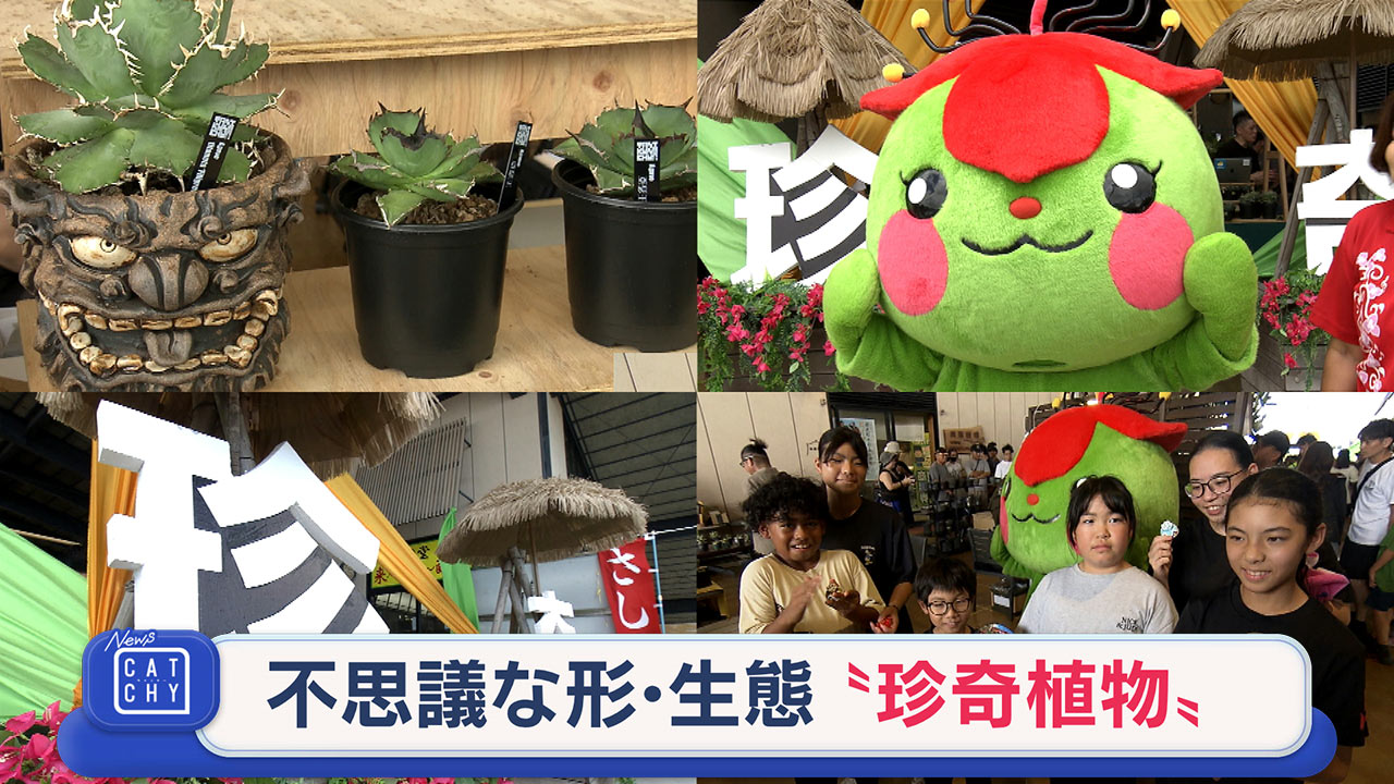 真夏に負けない！珍奇植物市場に潜入