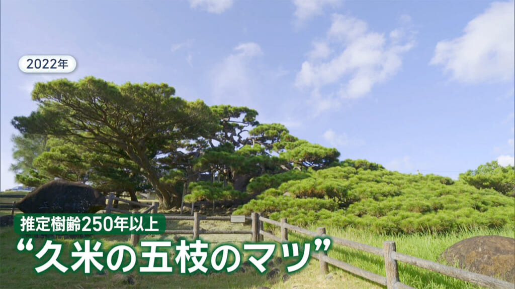 久米島のシンボル枯死 五枝のマツに何が?