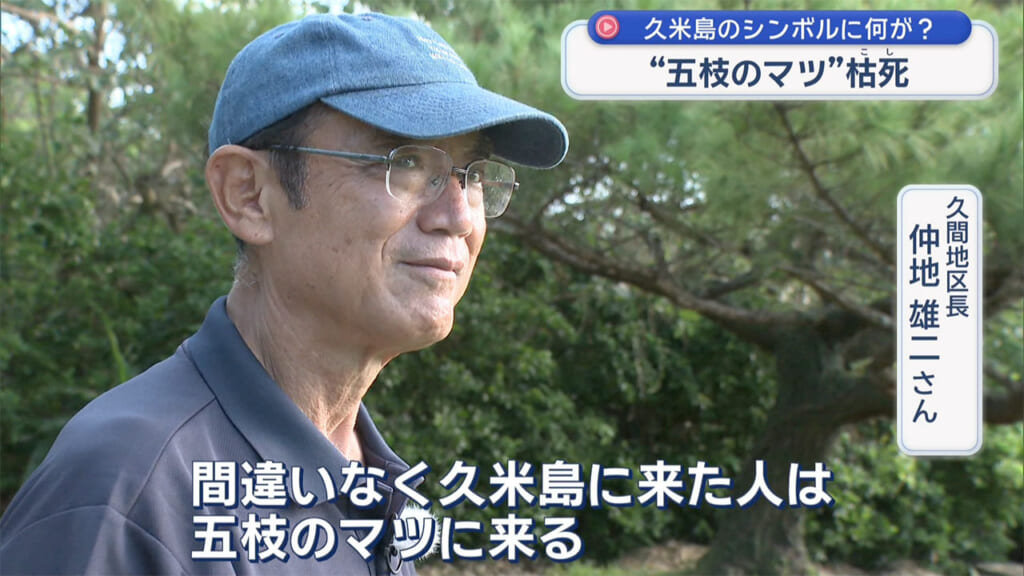 久米島のシンボル枯死 五枝のマツに何が?