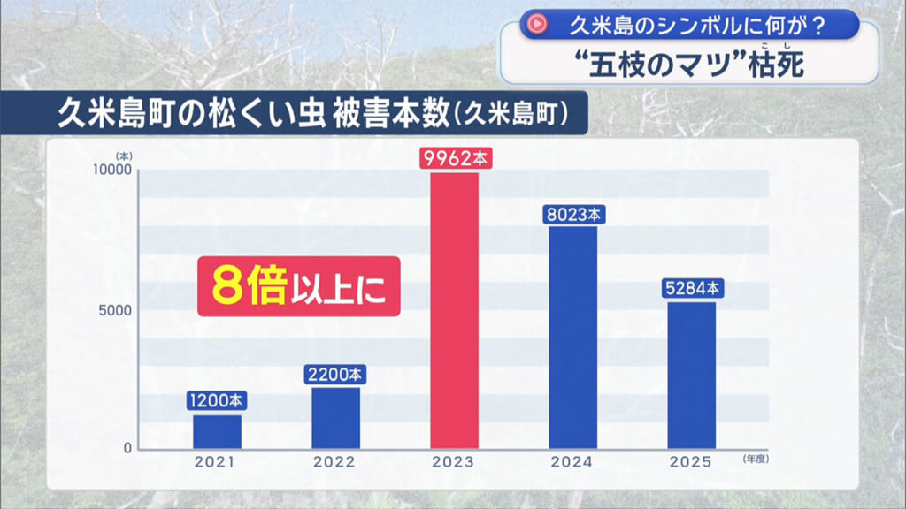 久米島のシンボル枯死 五枝のマツに何が?