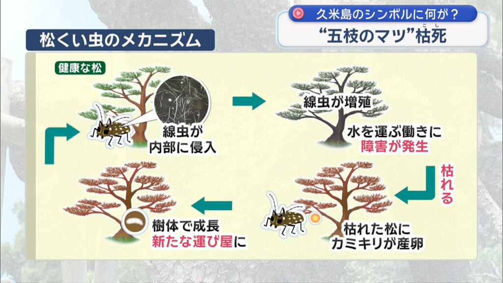 久米島のシンボル枯死 五枝のマツに何が?