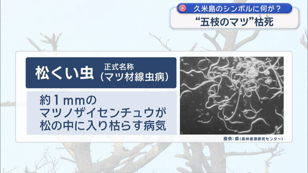 久米島のシンボル枯死 五枝のマツに何が?