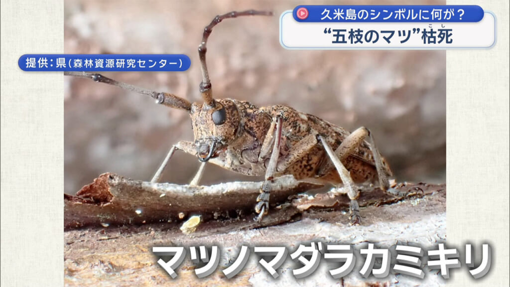 久米島のシンボル枯死 五枝のマツに何が?