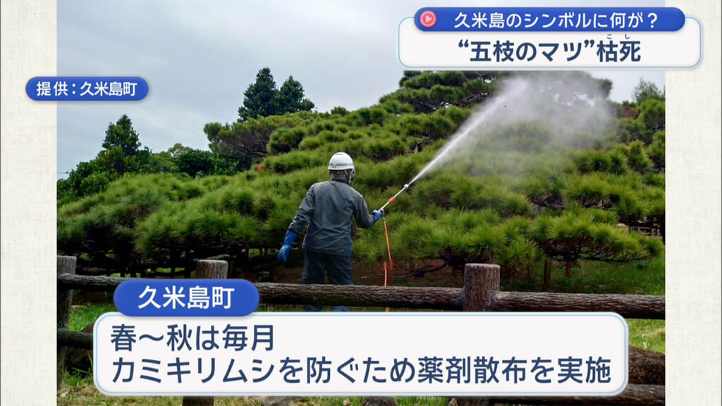 久米島のシンボル枯死 五枝のマツに何が?