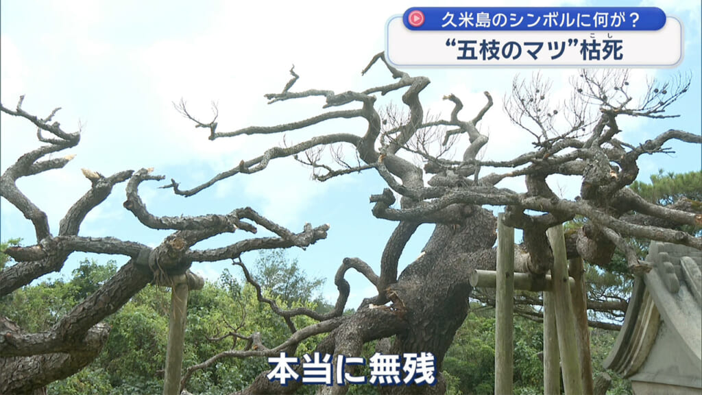 久米島のシンボル枯死 五枝のマツに何が?