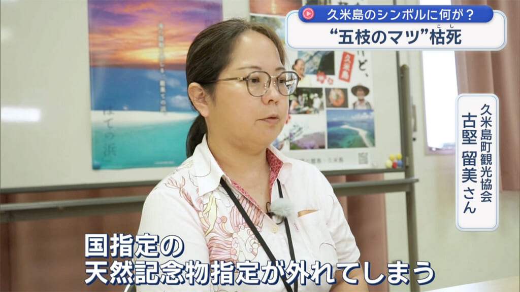 久米島のシンボル枯死 五枝のマツに何が?