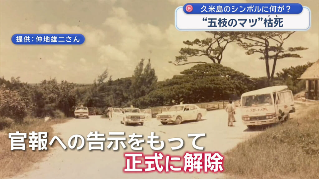 久米島のシンボル枯死 五枝のマツに何が?