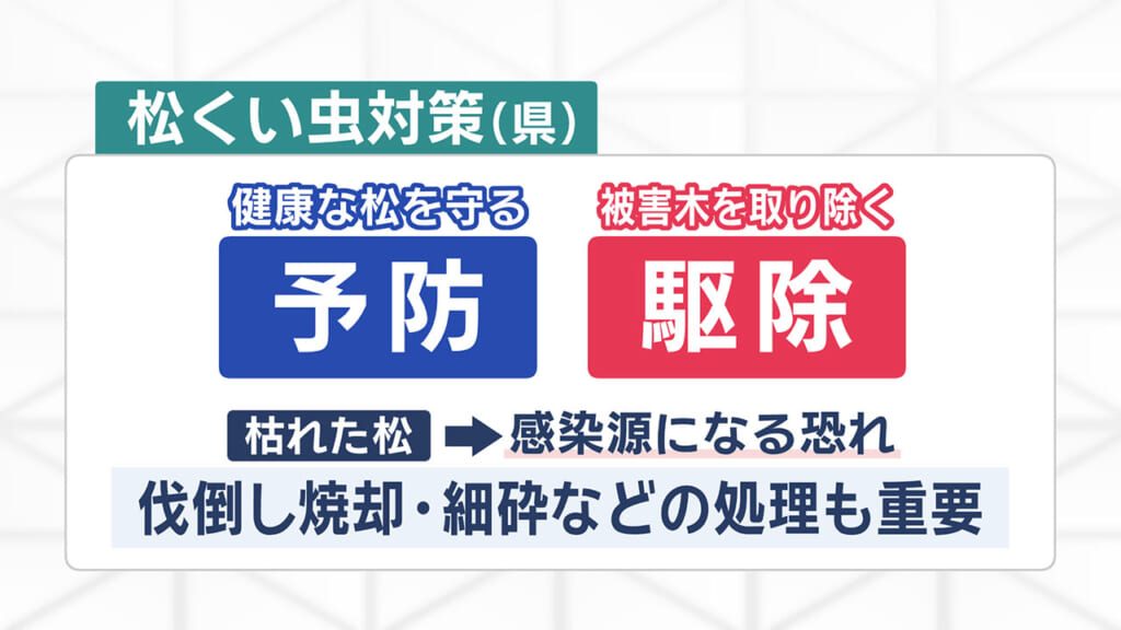 久米島のシンボル枯死 五枝のマツに何が?