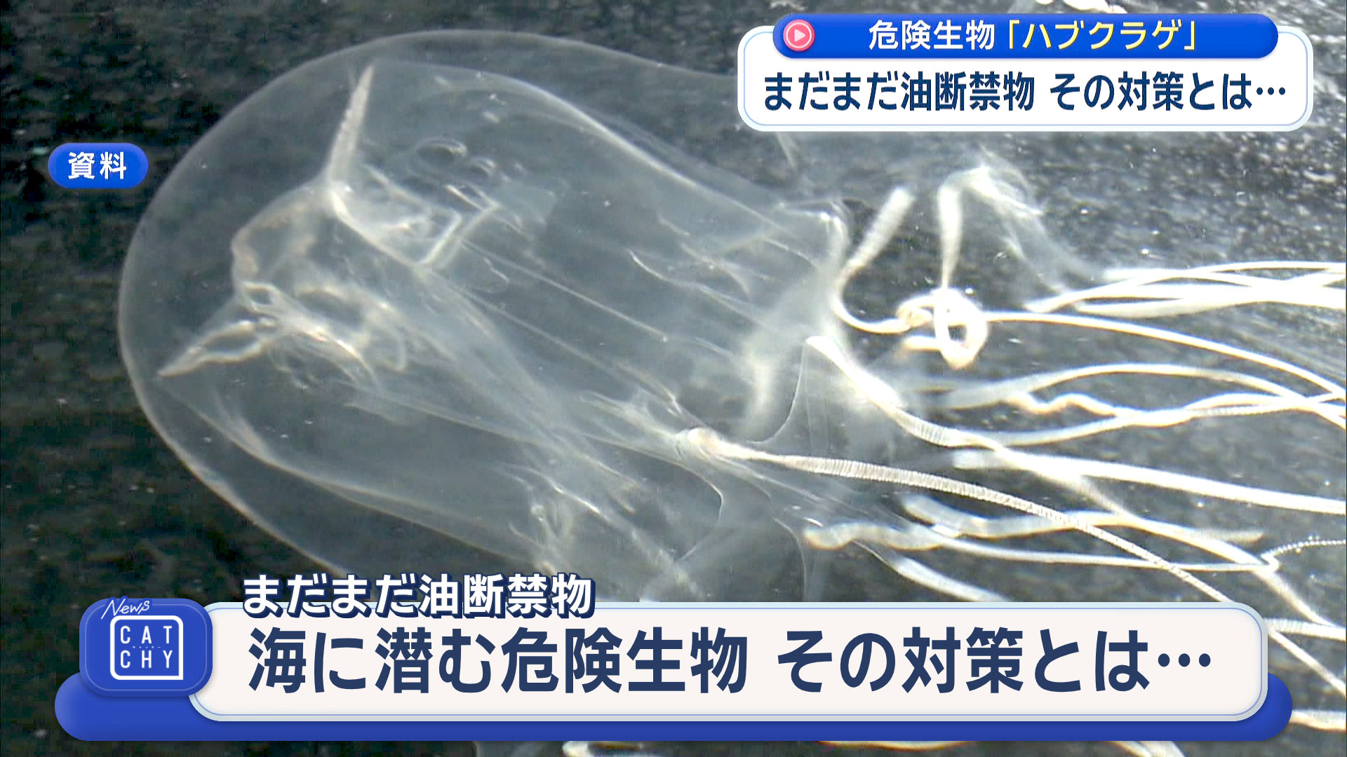 海に潜む危険生物 その対策とは？　ハブクラゲとオコゼを解説