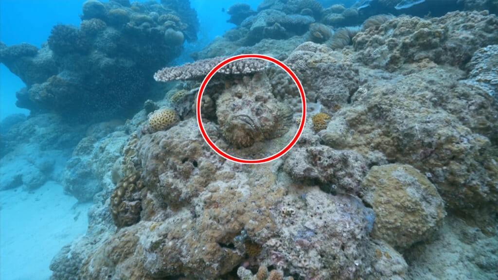 海に潜む危険生物 その対策とは？　ハブクラゲとオコゼを解説