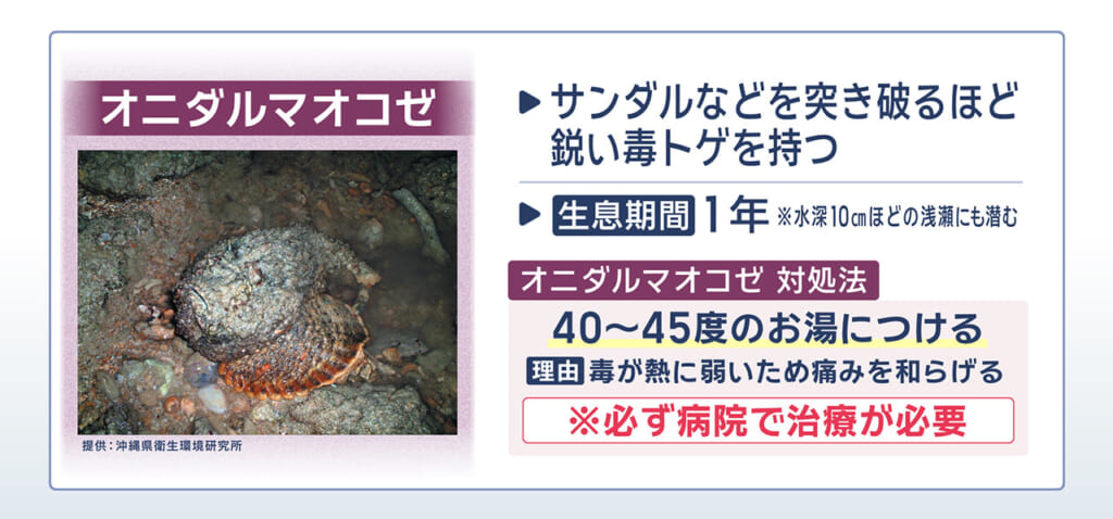 海に潜む危険生物 その対策とは？　ハブクラゲとオコゼを解説